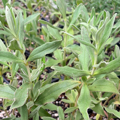 *RETAIL - Cistus x bornetianus 'Jester'