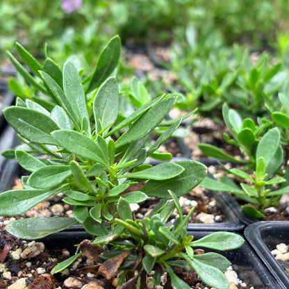 *RETAIL - Penstemon fruticosus