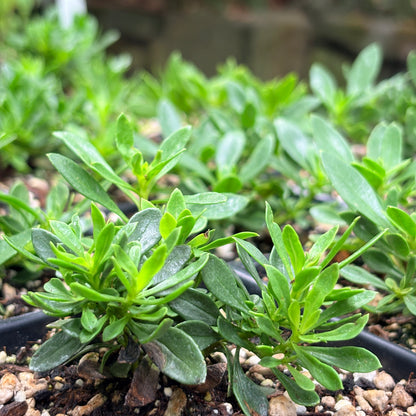 *RETAIL - Penstemon fruticosus