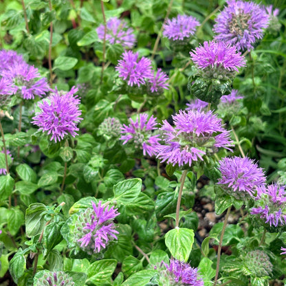 *RETAIL - Monardella villosa x purpurea