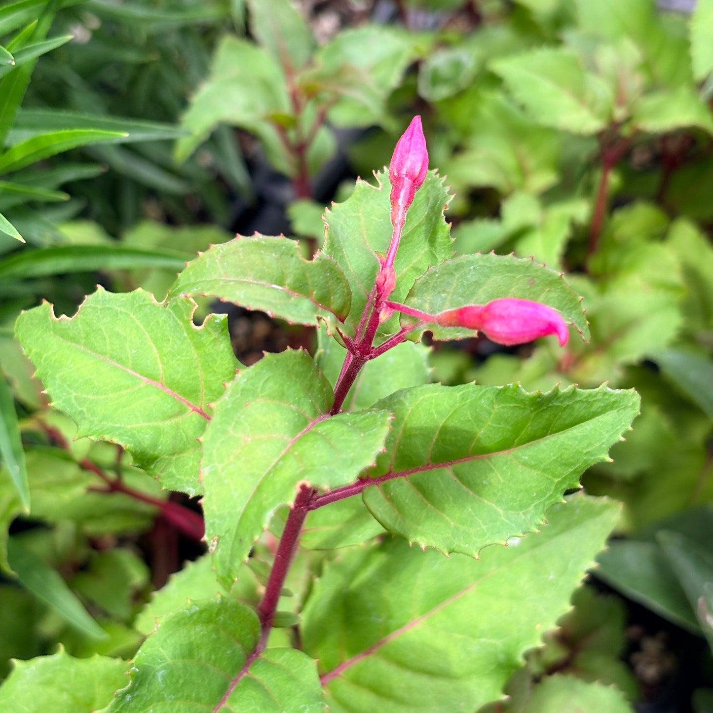 *RETAIL - Fuchsia 'Beacon'