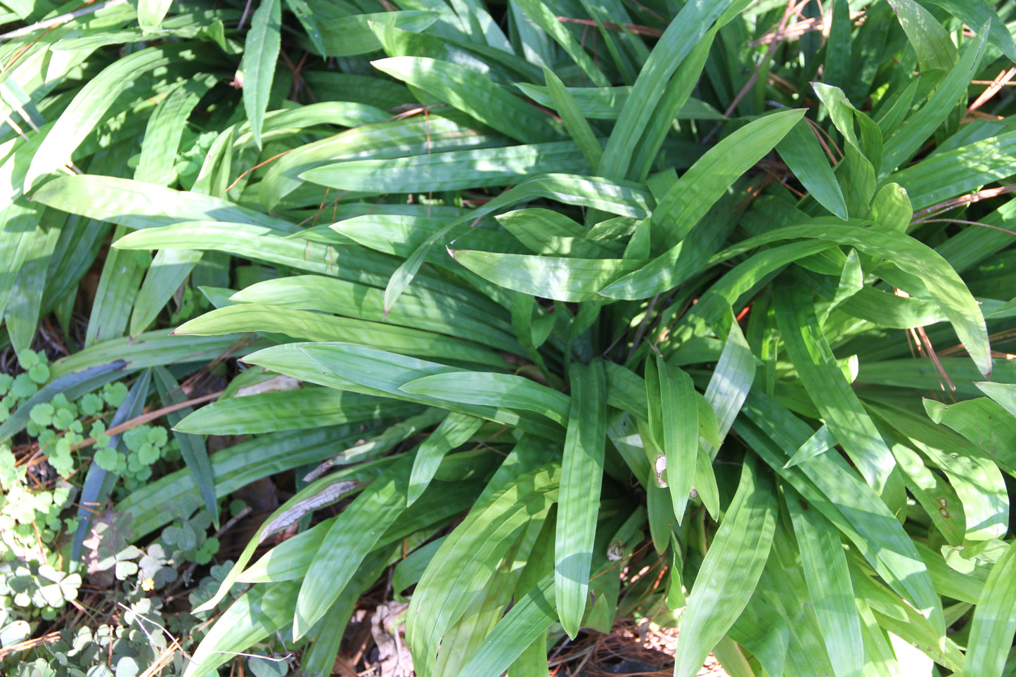 *RETAIL - Plantago subnuda - Pistol River Oregon