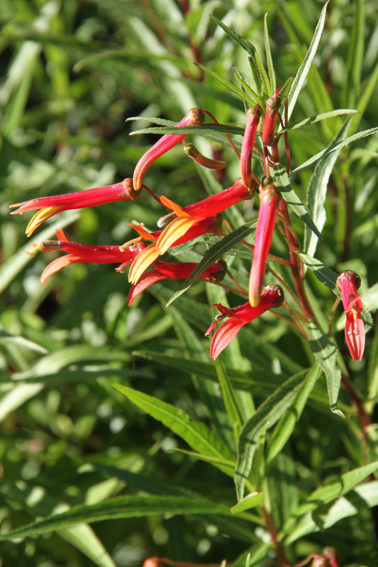*RETAIL - Lobelia laxiflora