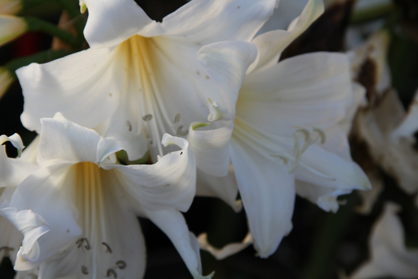 x Amarygia parkeri 'Hathor'