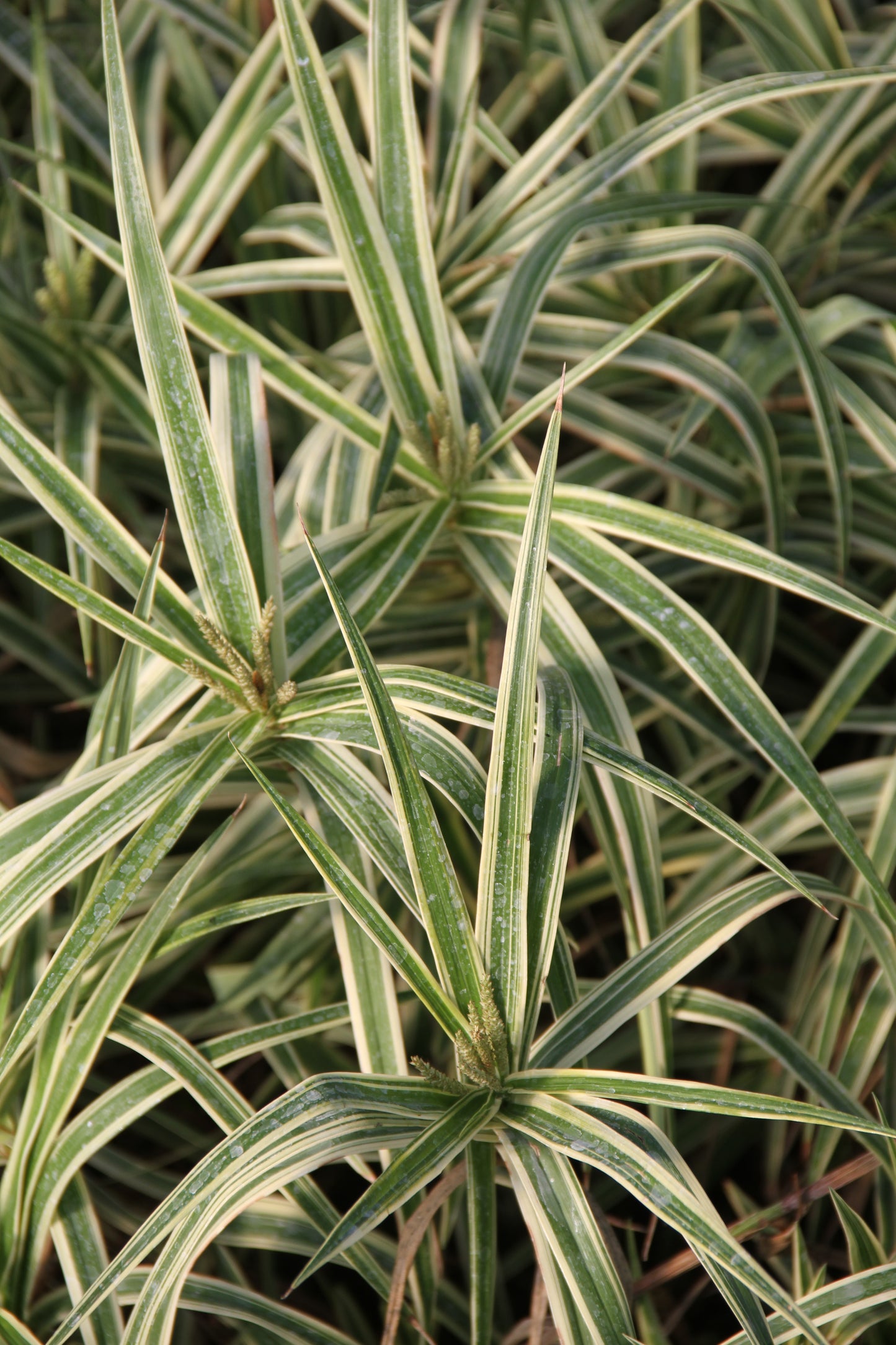 *RETAIL - Carex phyllocephala 'Sparkler'
