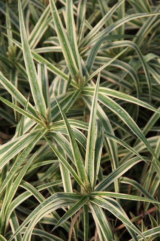 *RETAIL - Carex phyllocephala 'Sparkler'