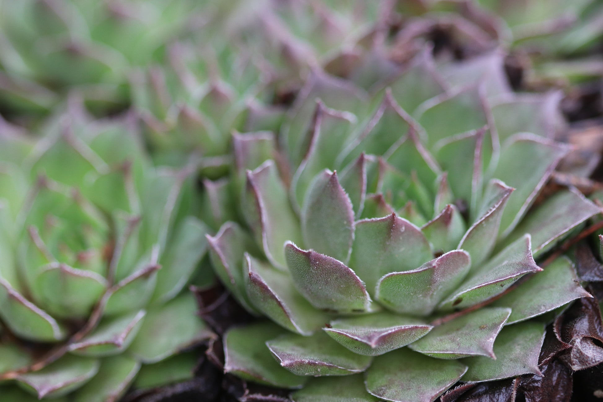 green succulent with purple tips Sempervivum 'Lennik's Glory' – Cistus Nursery