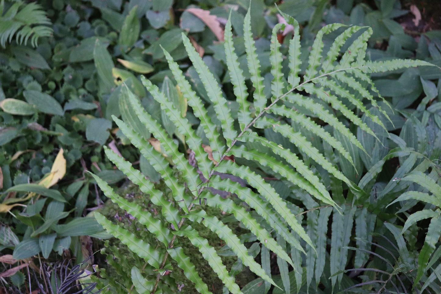 *RETAIL - Blechnum novae-zelandiae