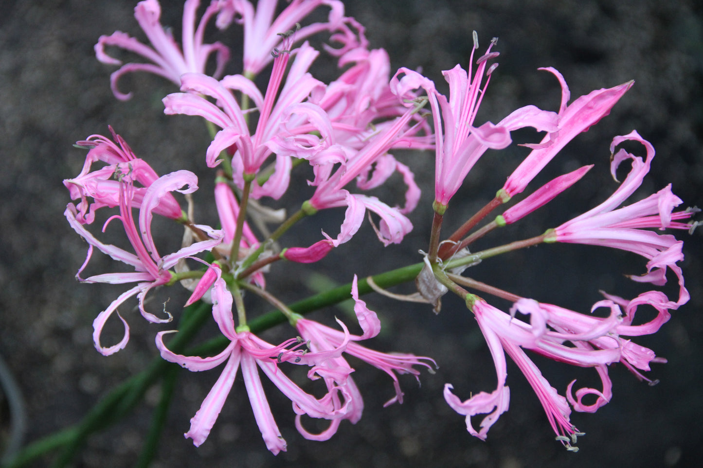 Nerine bowdenii 'Silver Pink'