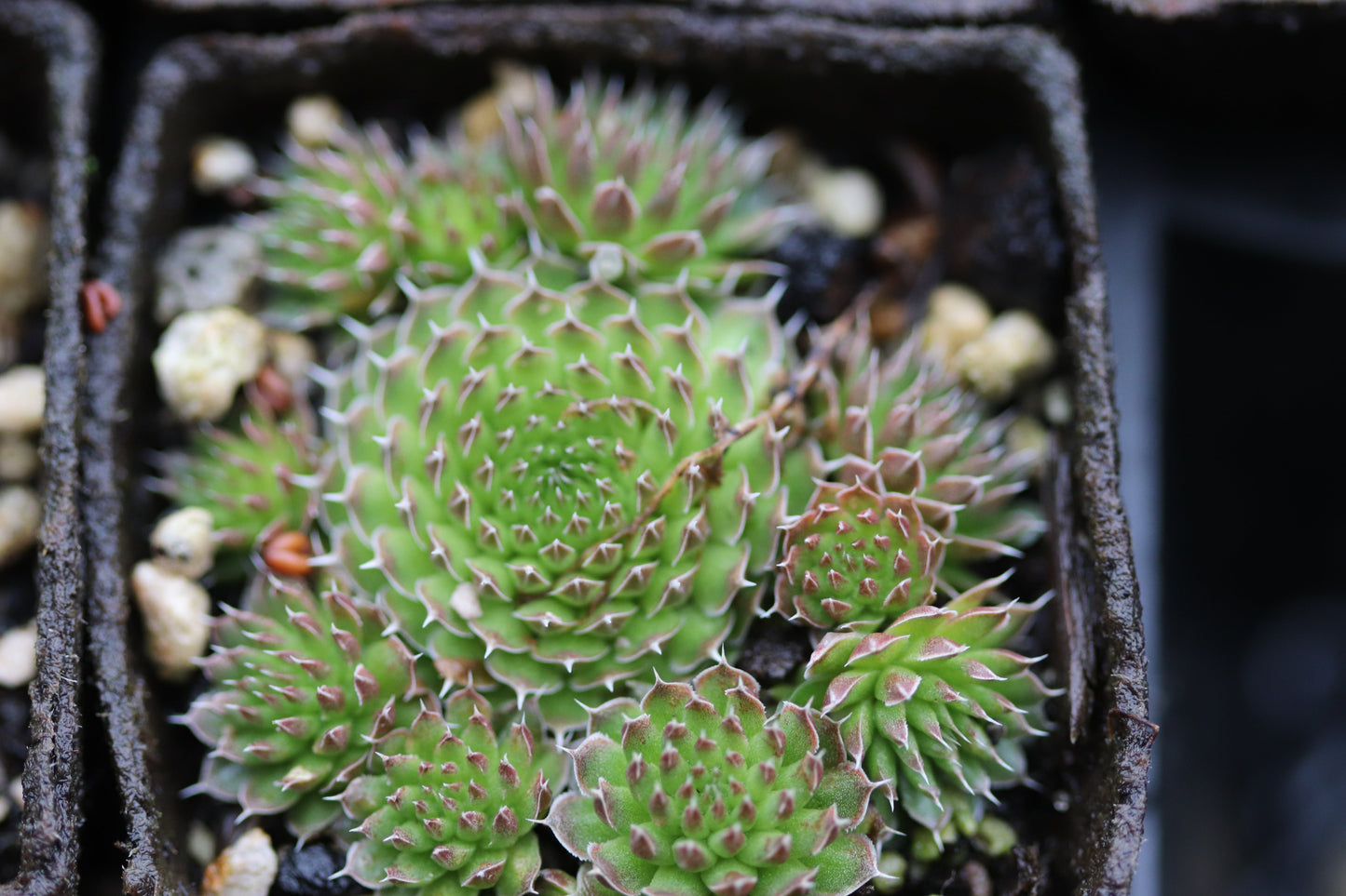 *RETAIL - Orostachys spinosa f. minuta