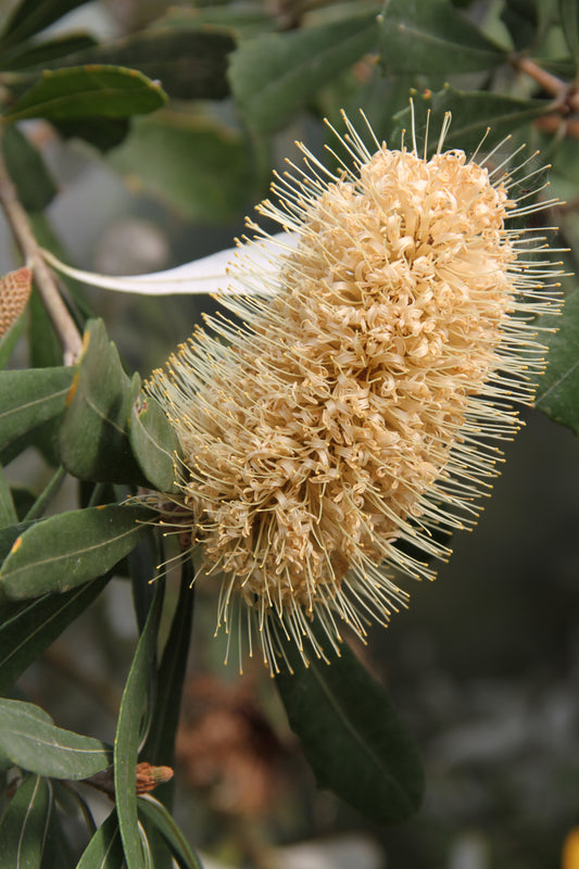 *RETAIL - Banksia marginata