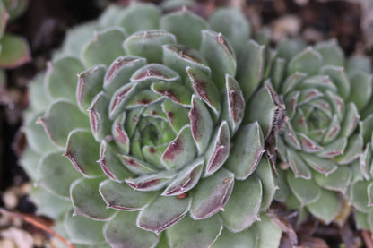 Sempervivum 'Niphetos'