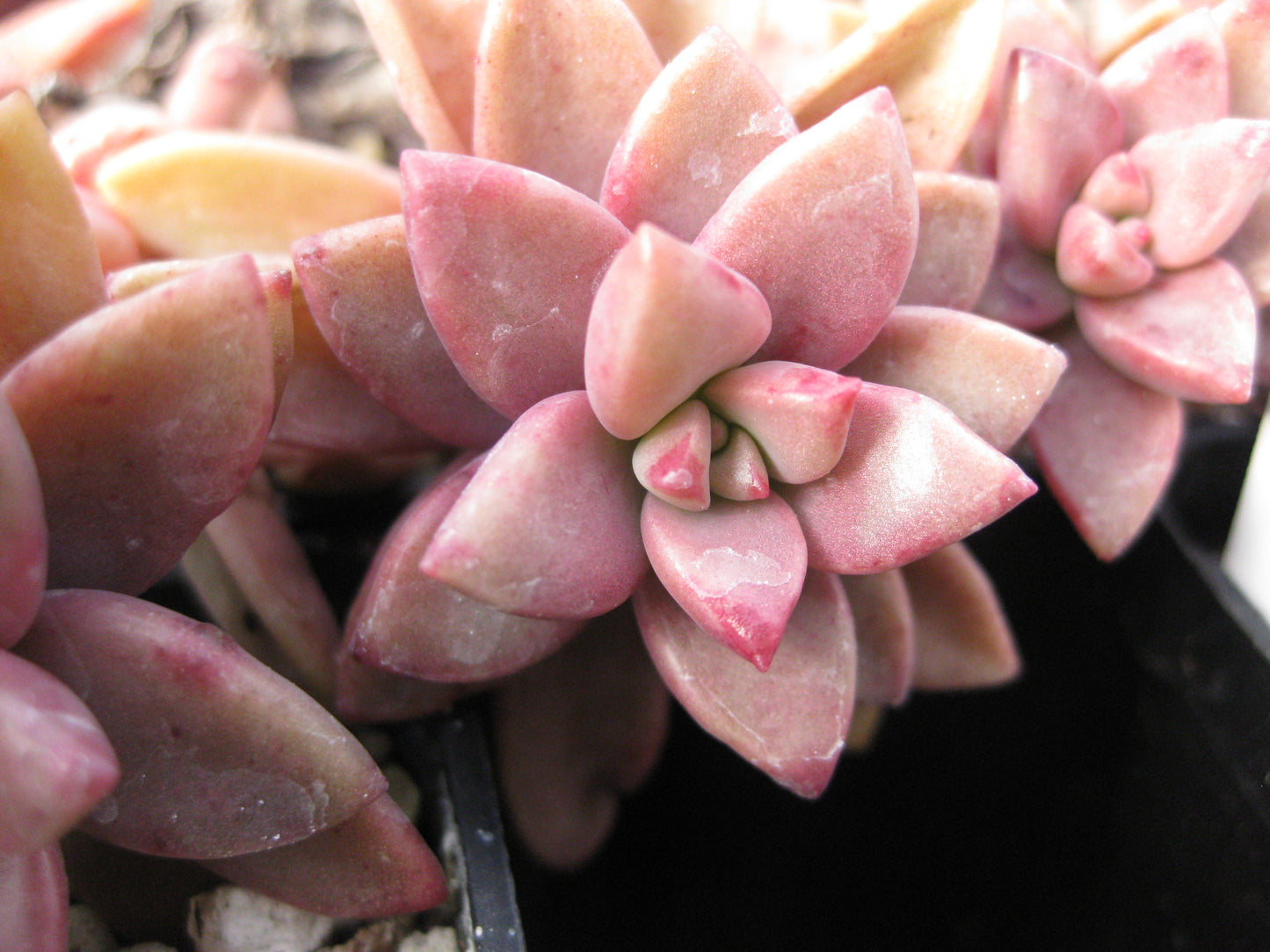 x Graptosedum 'Vera Higgins'