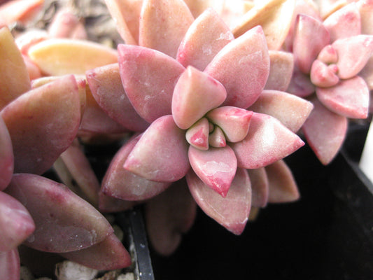 x Graptosedum 'Vera Higgins'