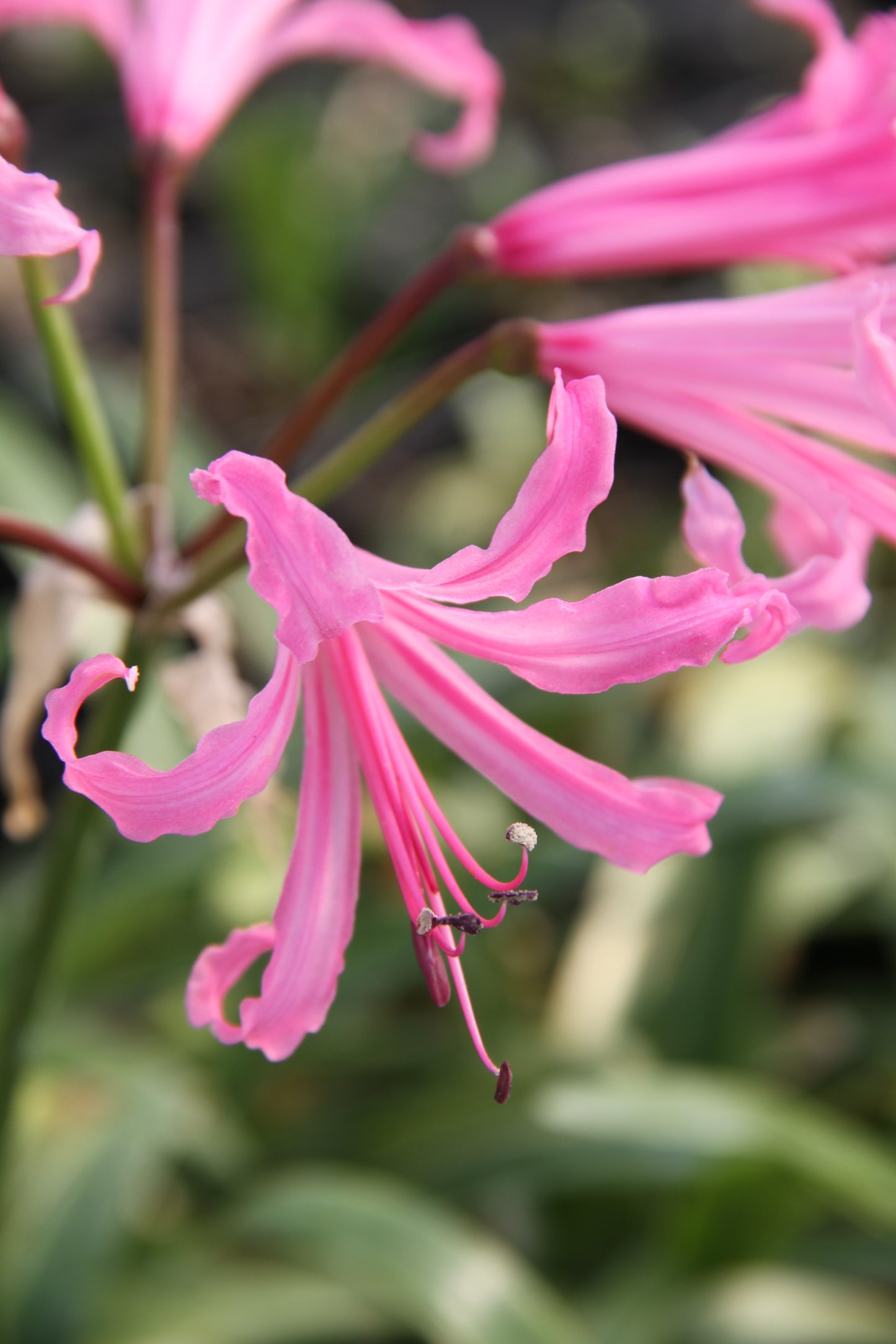 Nerine bowdenii 'Silver Pink'