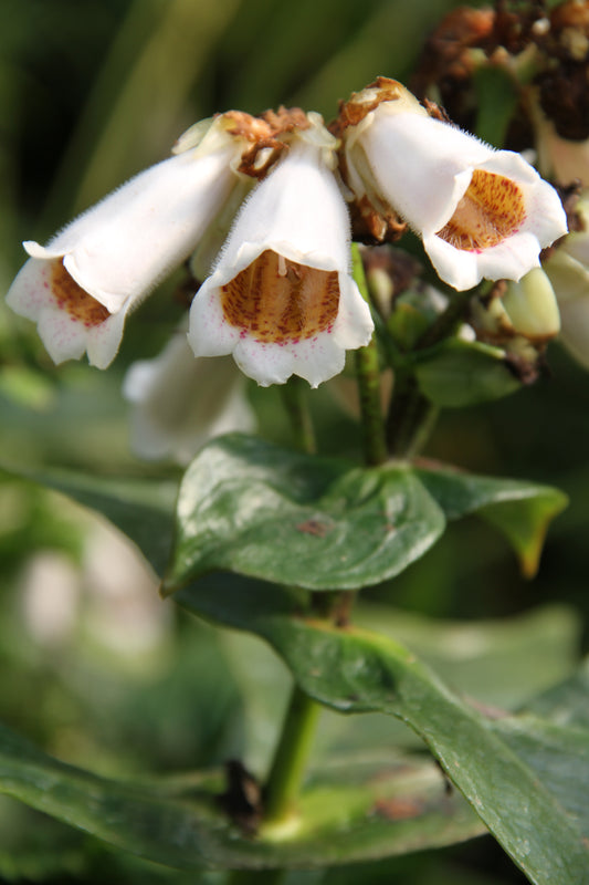 *RETAIL - Hemiboea subcapitata