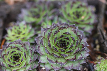 Sempervivum 'Strider'