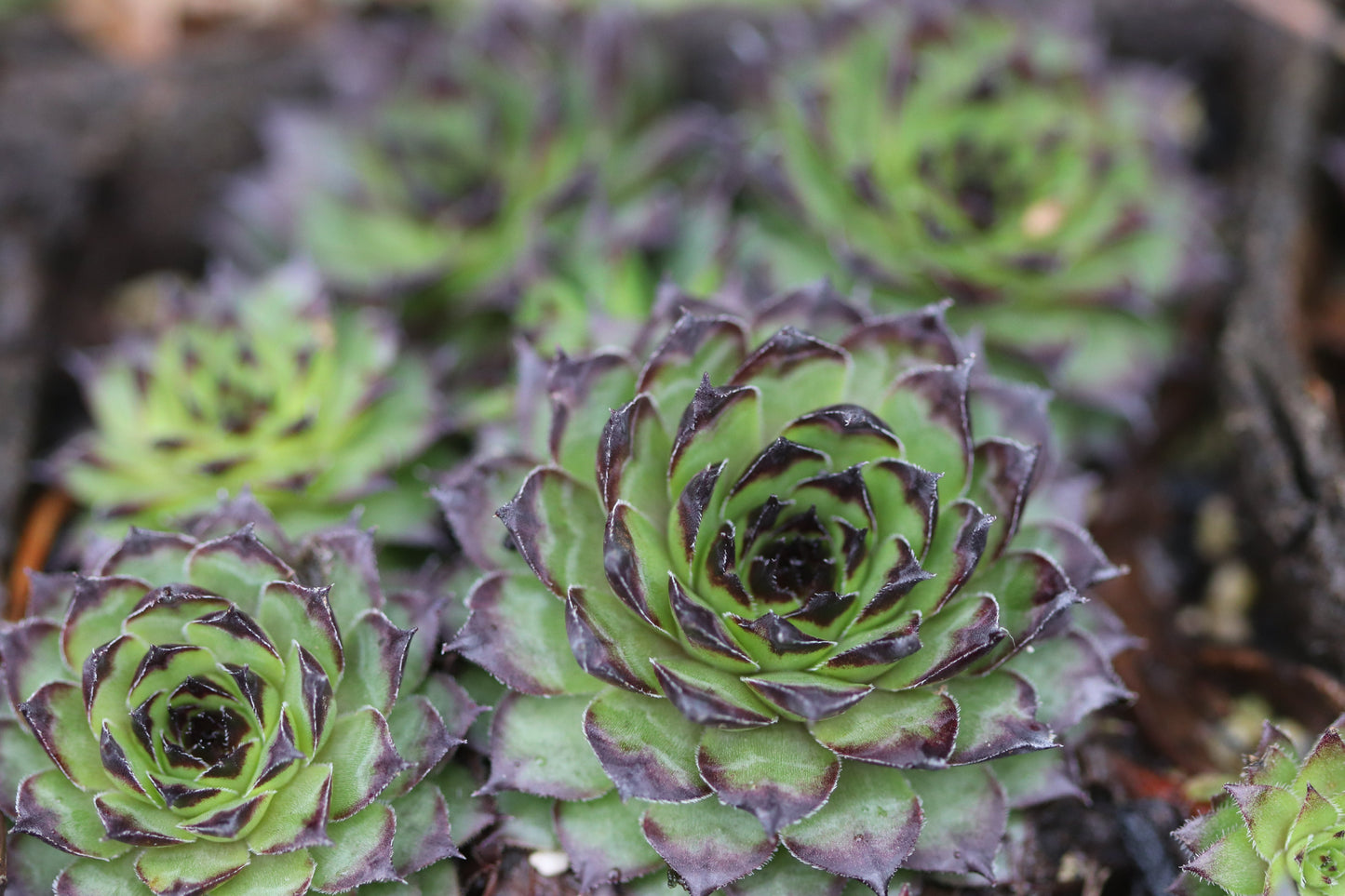 *RETAIL - Sempervivum 'Strider'