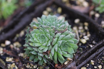 *RETAIL - Sempervivum arachnoideum 'Bascour Silver'