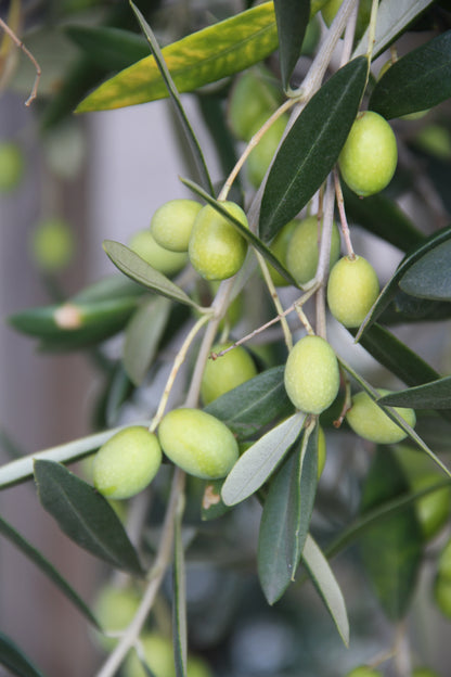 *RETAIL - Olea europaea 'Frantoio'