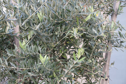 Olea europaea - 11th Avenue