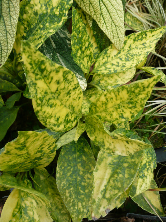 *RETAIL - Aucuba japonica 'Merced'