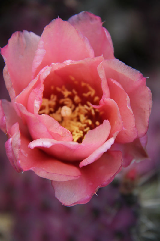 *RETAIL - Opuntia 'Baby Rita'