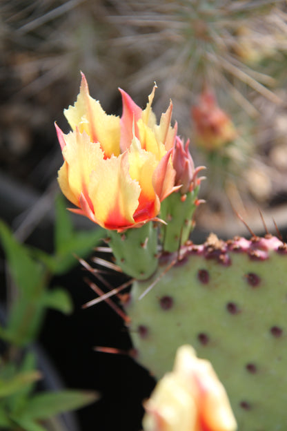 Opuntia macrocentra