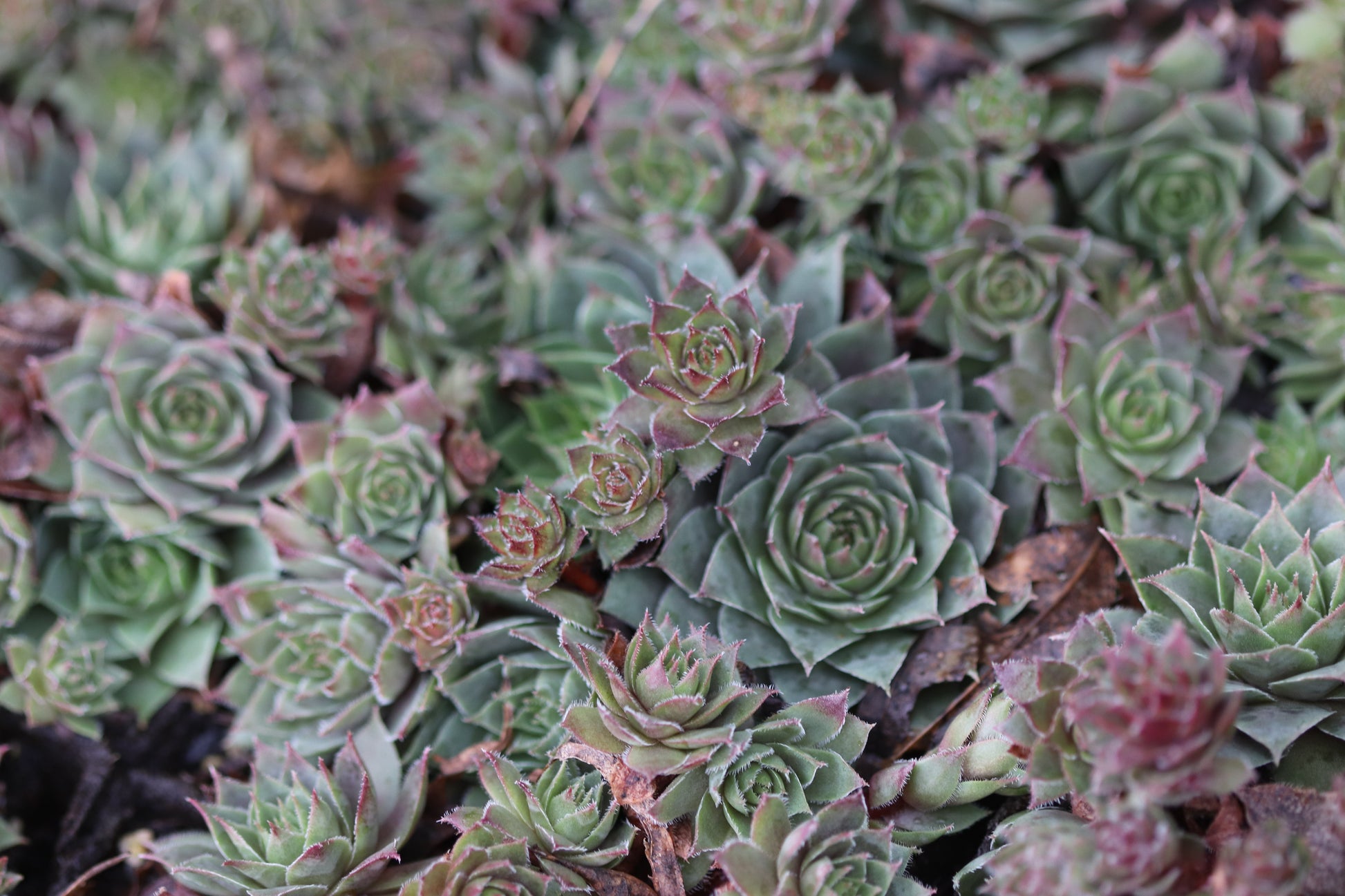 glowing succulents Sempervivum 'Glowing Embers' – Cistus Nursery