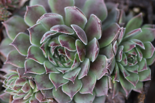 Sempervivum 'Pacific Joyce'