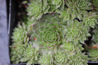 Sempervivum 'Pacific Sparkler'