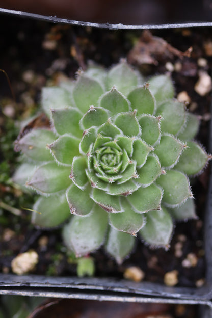 Sempervivum 'Pacific Sparkler'