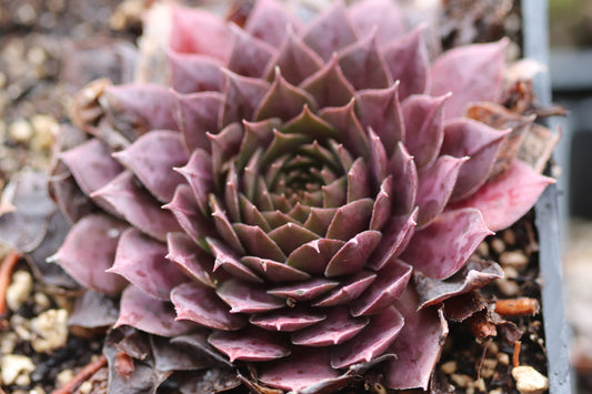 *RETAIL - Sempervivum 'Theoden'