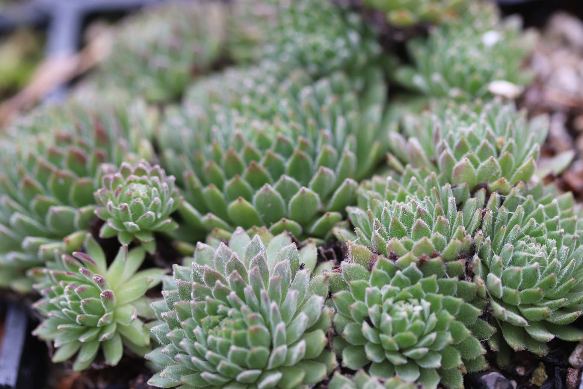 super succulents Sempervivum 'Super Dome' – Cistus Nursery