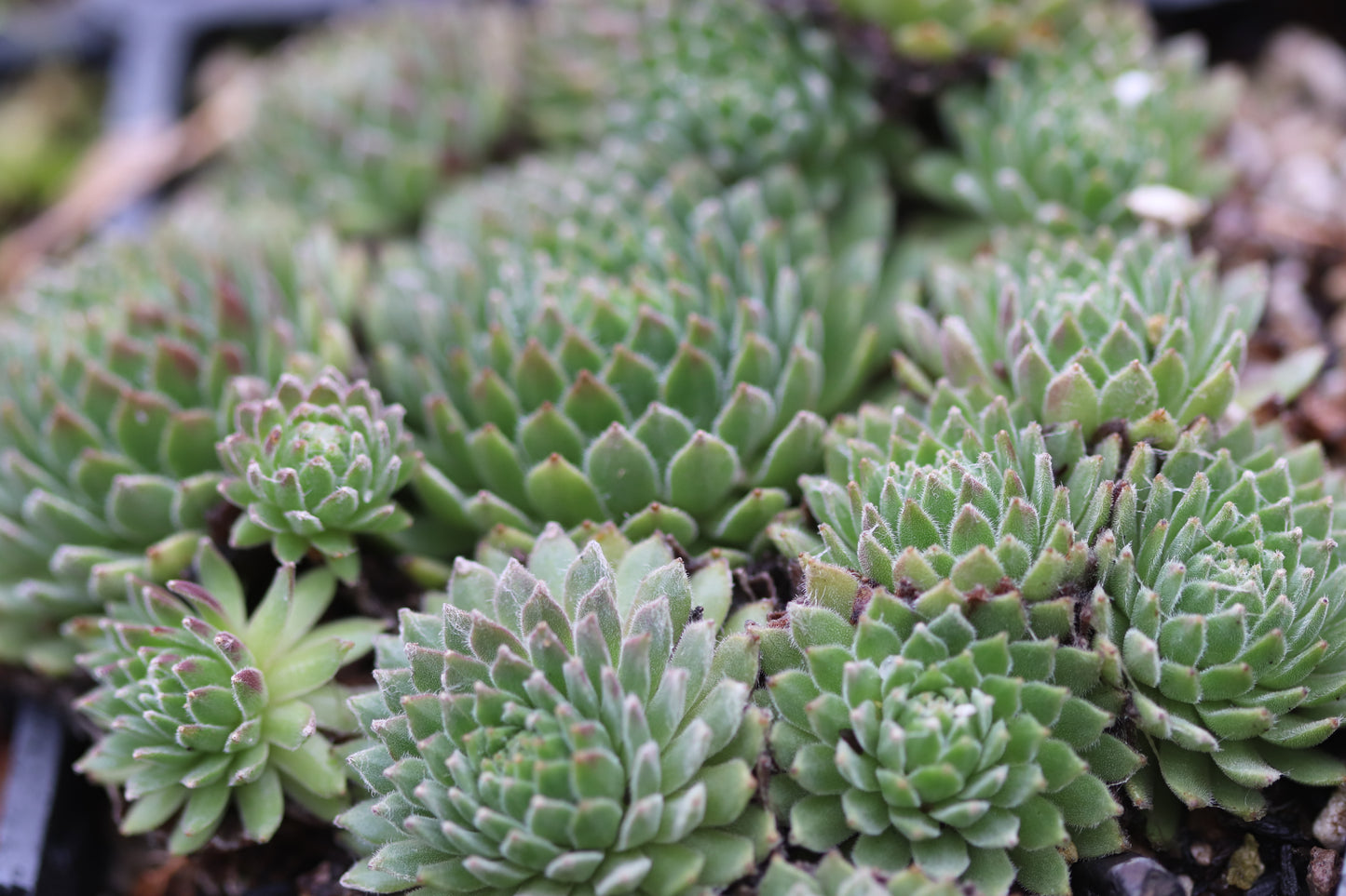 Sempervivum 'Super Dome'