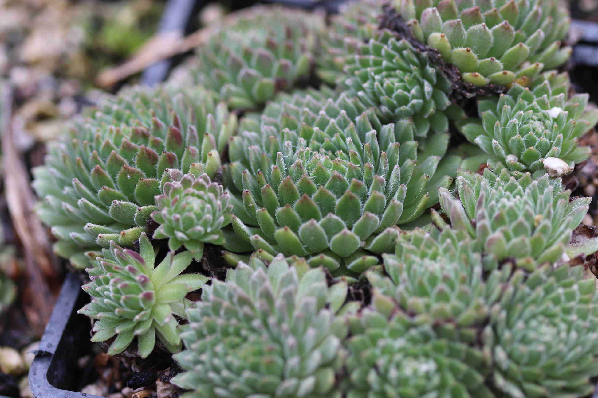 spider web succulent plant Sempervivum 'Super Dome' – Cistus Nursery