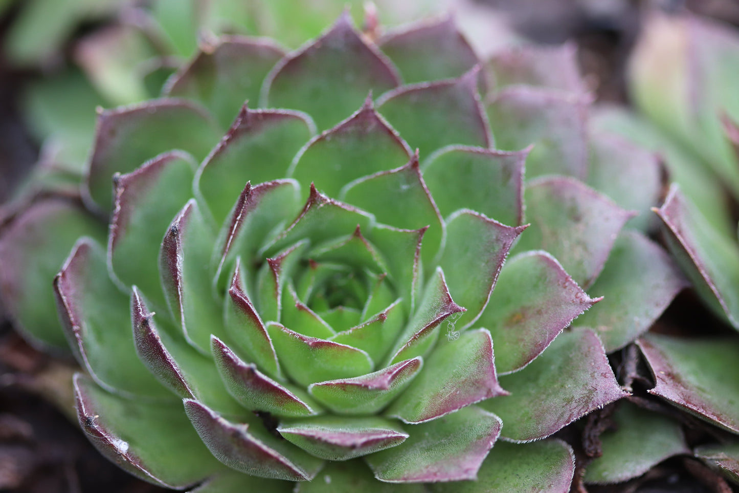 *RETAIL - Sempervivum 'Pacific Hepsport'