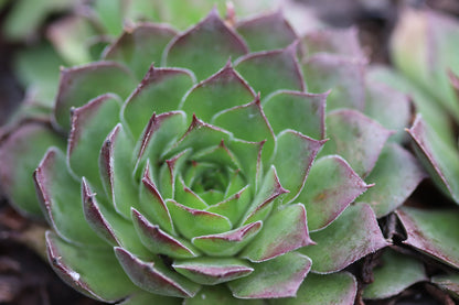 *RETAIL - Sempervivum 'Pacific Hepsport'