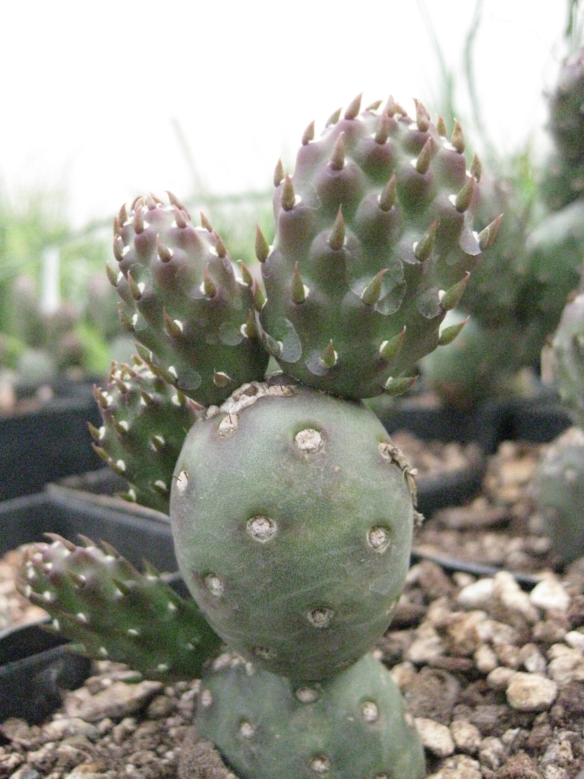 brittle prickly pear cactus for sale *RETAIL