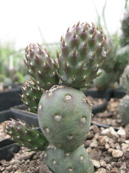 *RETAIL - Opuntia fragilis var. denudata 'Potato'