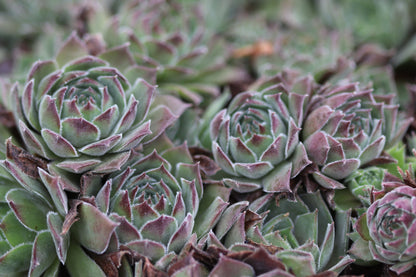 *RETAIL - Sempervivum 'Grey Dawn'