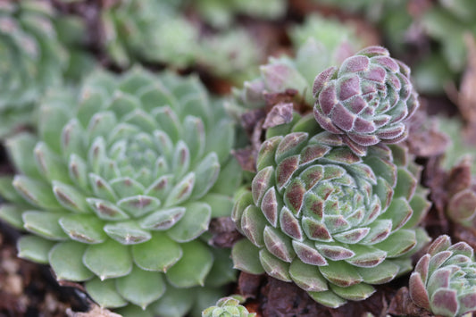 Sempervivum 'Red Rum'