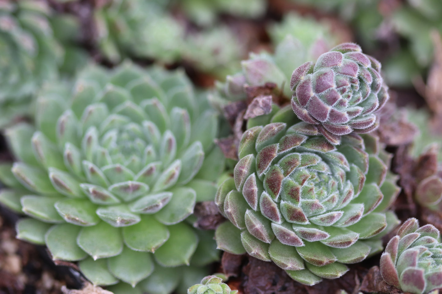 *RETAIL - Sempervivum 'Red Rum'