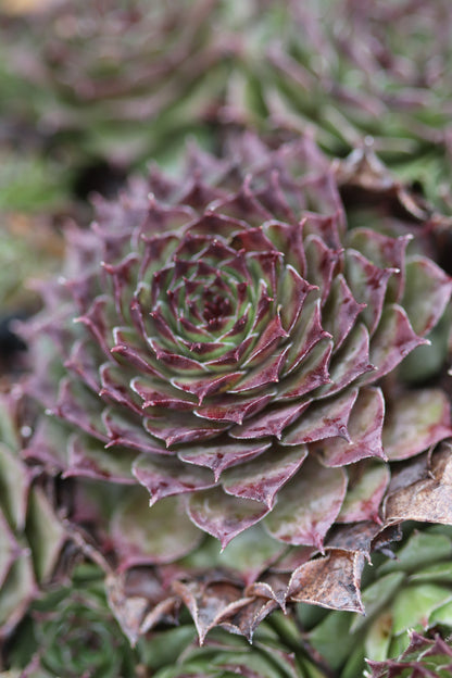 Sempervivum 'Solange'