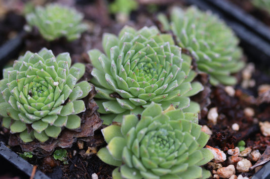 Sempervivum arachnoideum 'Stansfieldii'