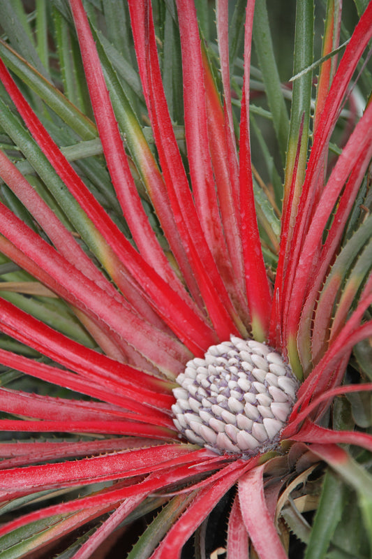 Fascicularia bicolor ssp. caniculata 'Spinners Form'