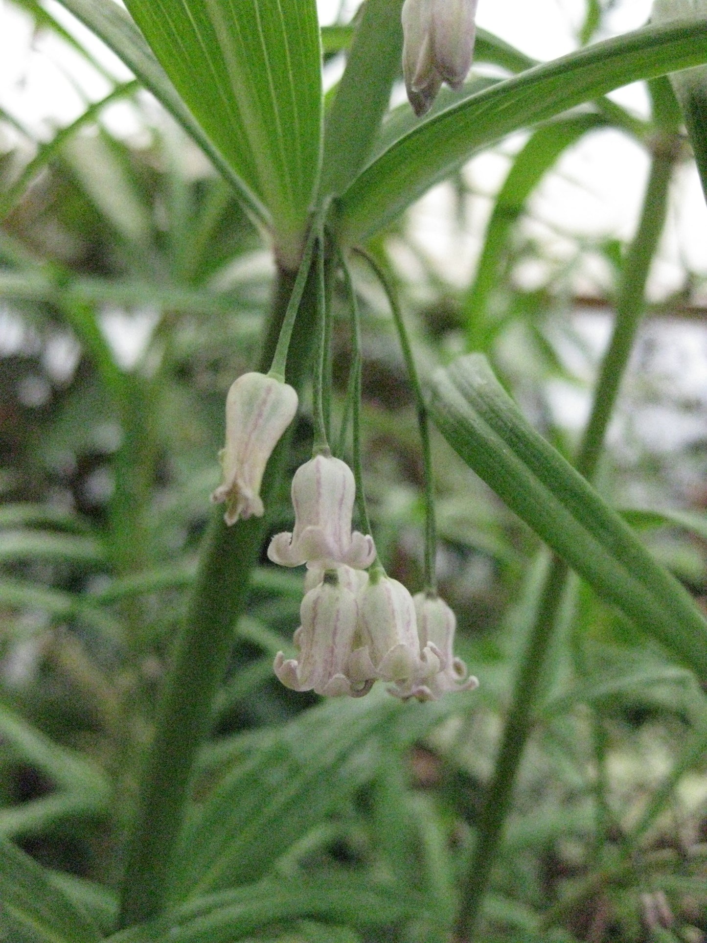 Polygonatum verticillatum