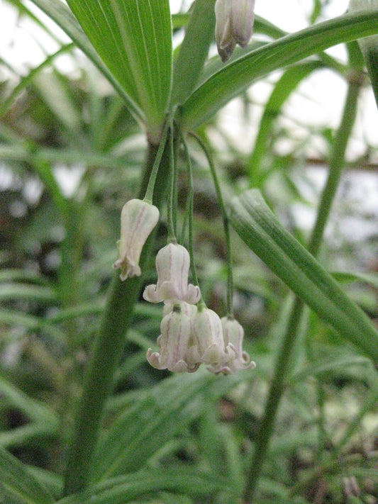 Polygonatum verticillatum