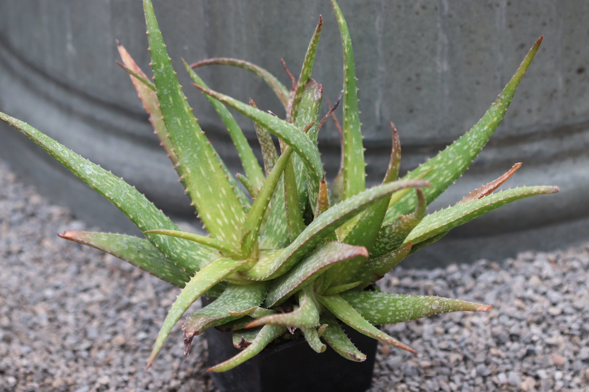 aloe vera plant portland oregon *RETAIL