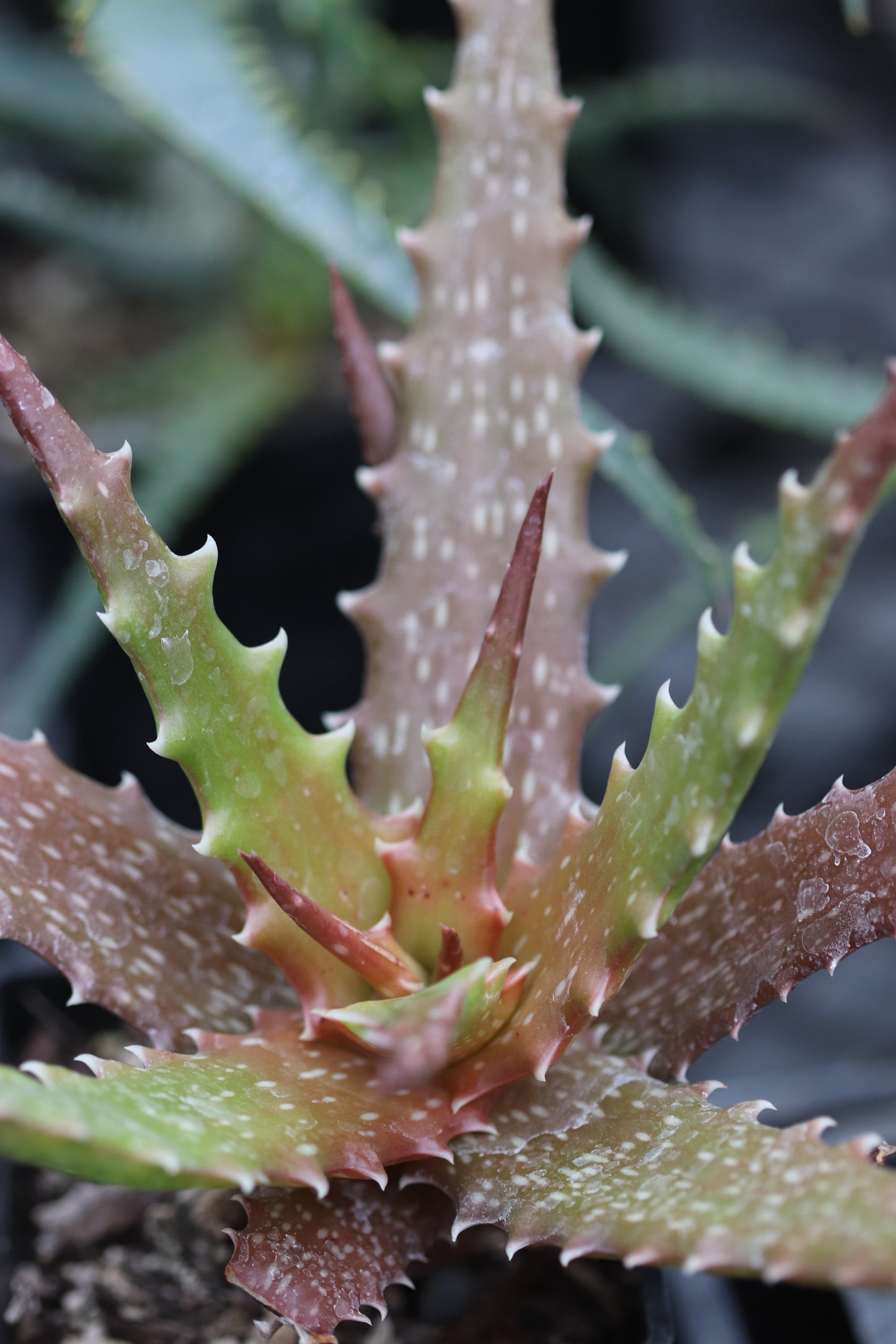 *RETAIL - Aloe dorothaea